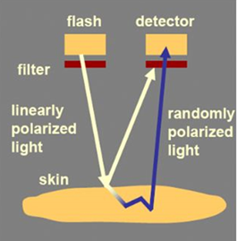 TiVi_700_Polarized_Light_system_to_measure_superficial_skin_perfusion_2.png